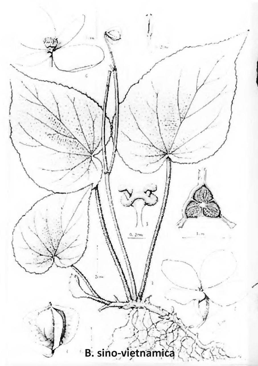 B. sinovietnamica